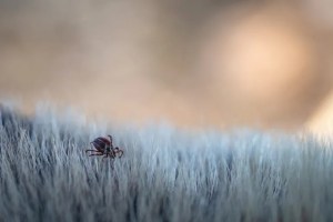 Η εξέλιξη των παρασίτων των σκύλων