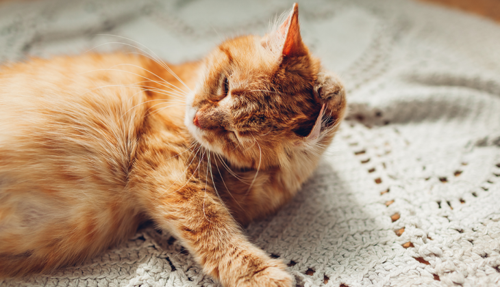 Δερματοπάθειες και γάτα: Γιατί η γάτα μας ξύνεται συνέχεια;