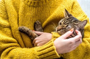 Πορτρέτο μιας γάτας στα χέρια του ιδιοκτήτη. Κρότωνες σε γάτες