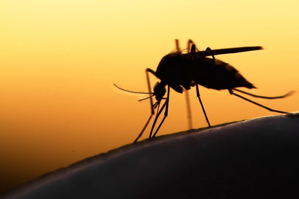 Τα κουνούπια είναι μια ενόχληση που συναντάμε σε όλο τον κόσμο, ιδιαίτερα σε ζεστά, υγρά περιβάλλοντα όπως λίμνες και έλη.